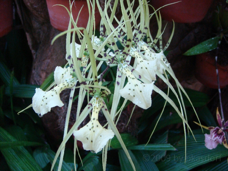 Western Michigan [2009] 176.JPG - Scenes from Frederik Meijer Gardens & Sculpture Park.